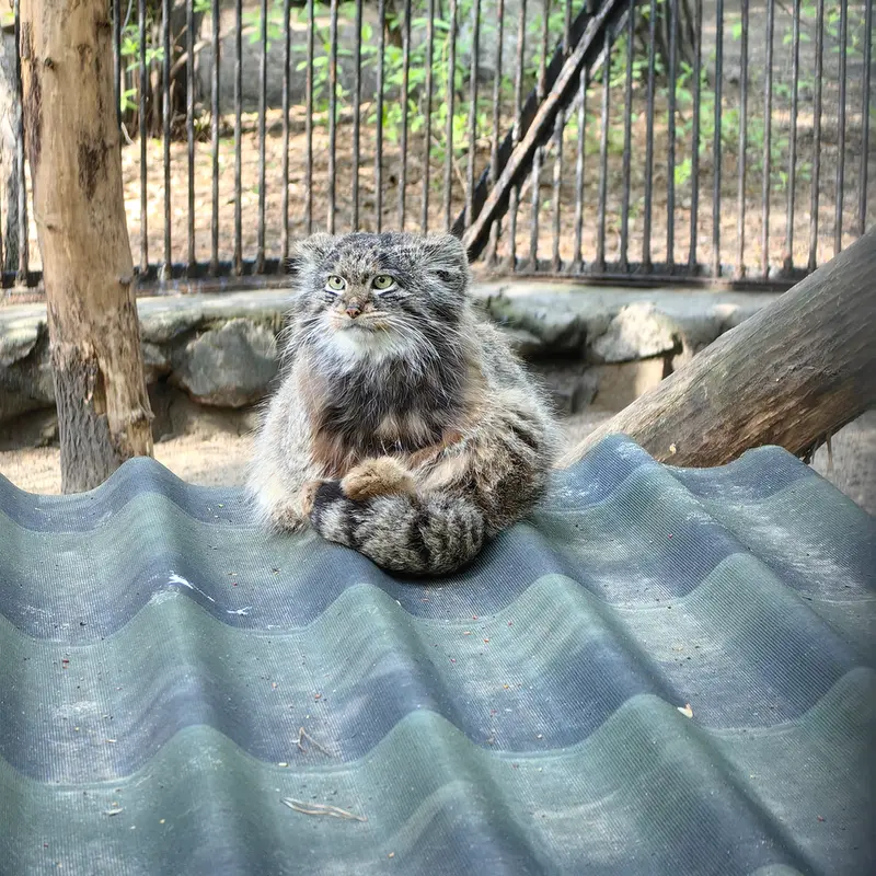 ノヴォシビルスク動物園のマリクの写真