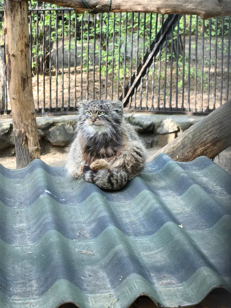 ノヴォシビルスク動物園のマリクの写真