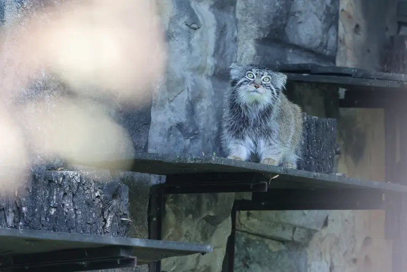 モスクワ動物園のティモフェイの写真