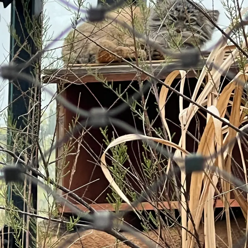 プラハ動物園のスパイの写真
