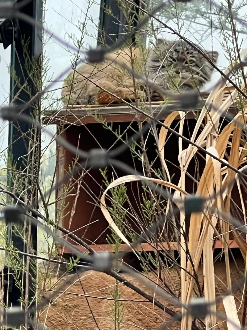 プラハ動物園のスパイの写真