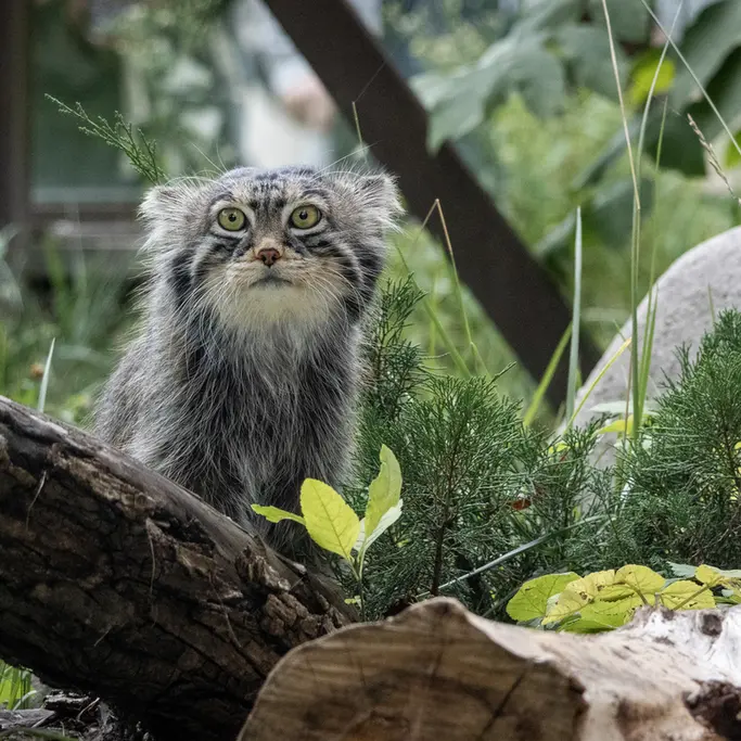 モスクワ動物園のティモフェイの写真