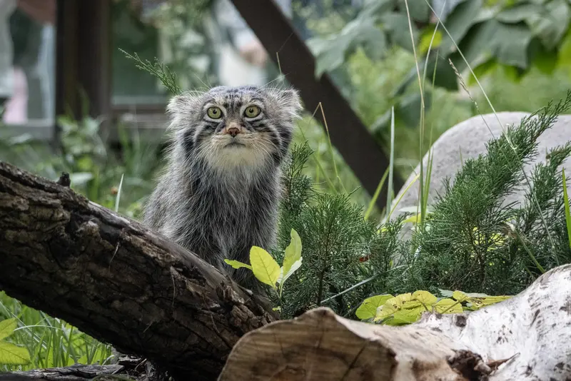 モスクワ動物園のティモフェイの写真