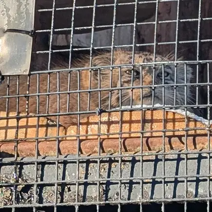 レニングラード動物園のナミカの写真