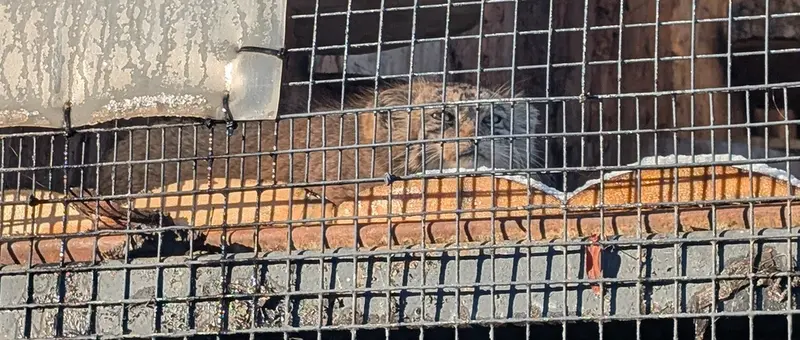 レニングラード動物園のナミカの写真