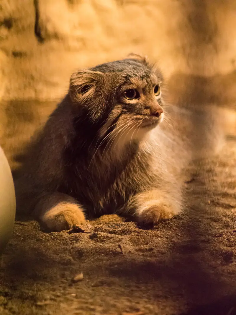野毛山動物園のフィーガの写真