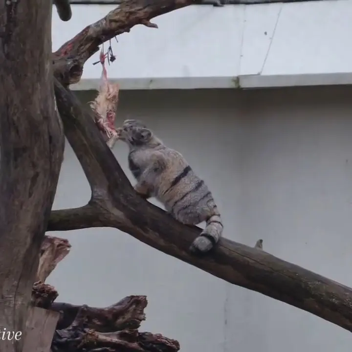 コルケアサーリ動物園のマヌルネコの写真