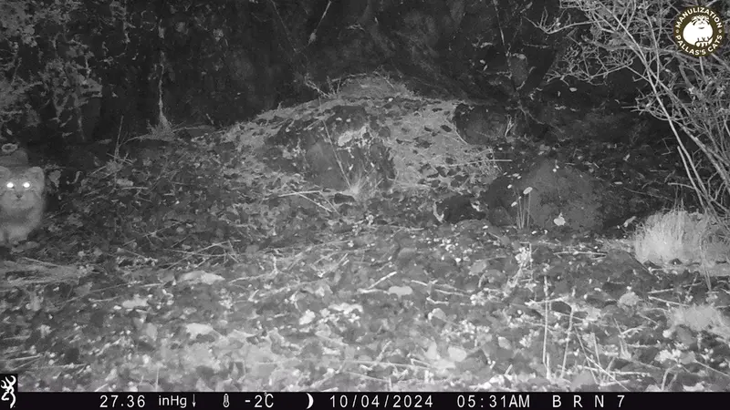 エギズカラ［新］カメラトラップで撮影したOtocolobus manul manulの写真