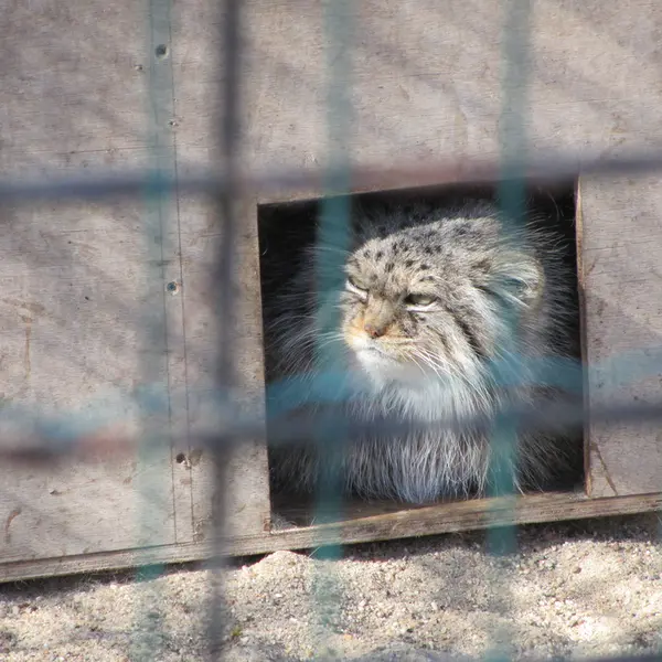 マクデブルク動物園のマヌエラの写真