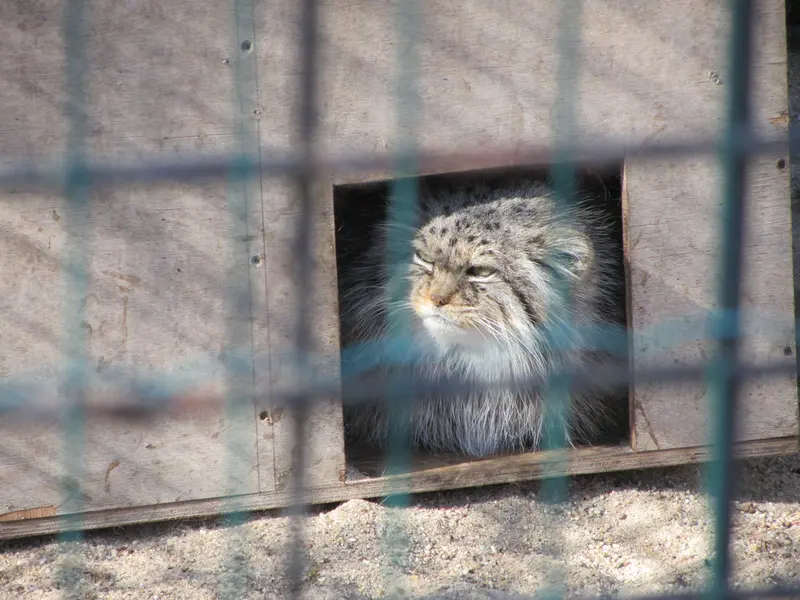 マクデブルク動物園のマヌエラの写真