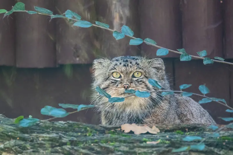 マヌルネコの写真