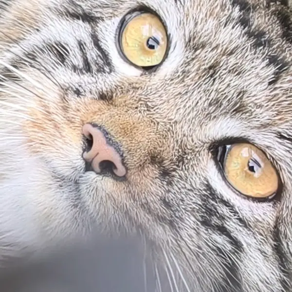 ノヴォシビルスク動物園のイヴの子（2026年生まれ）Ⅳの写真