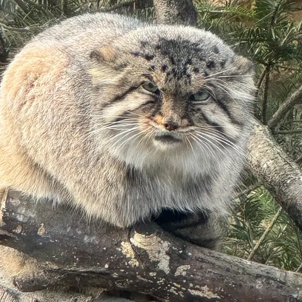 那須どうぶつ王国のボルの写真