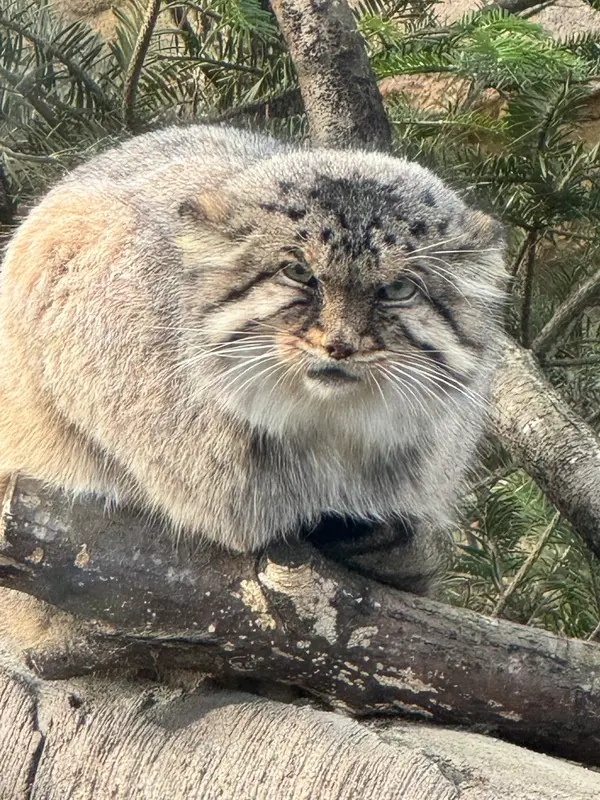 那須どうぶつ王国のボルの写真