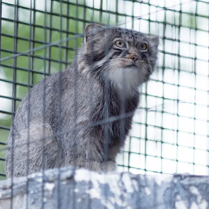 旭山動物園のヒデの写真