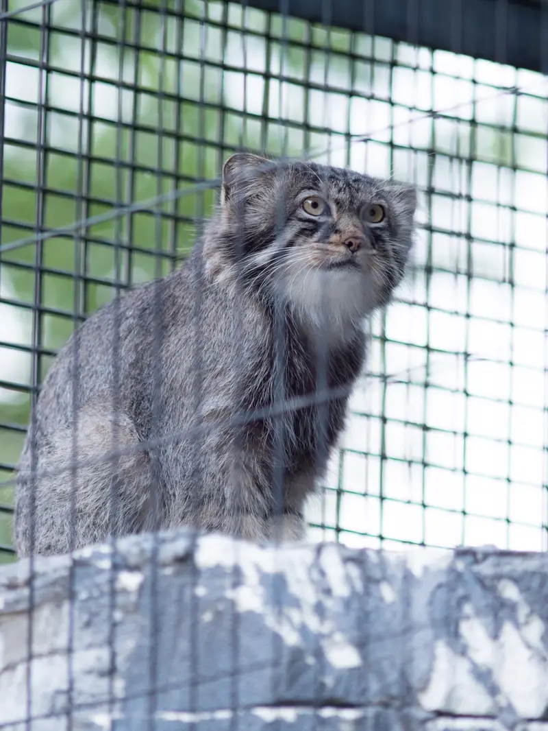 旭山動物園のヒデの写真