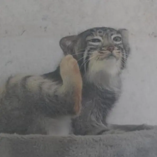 青海チベット高原野生動物園のスン・ダーニャンの写真
