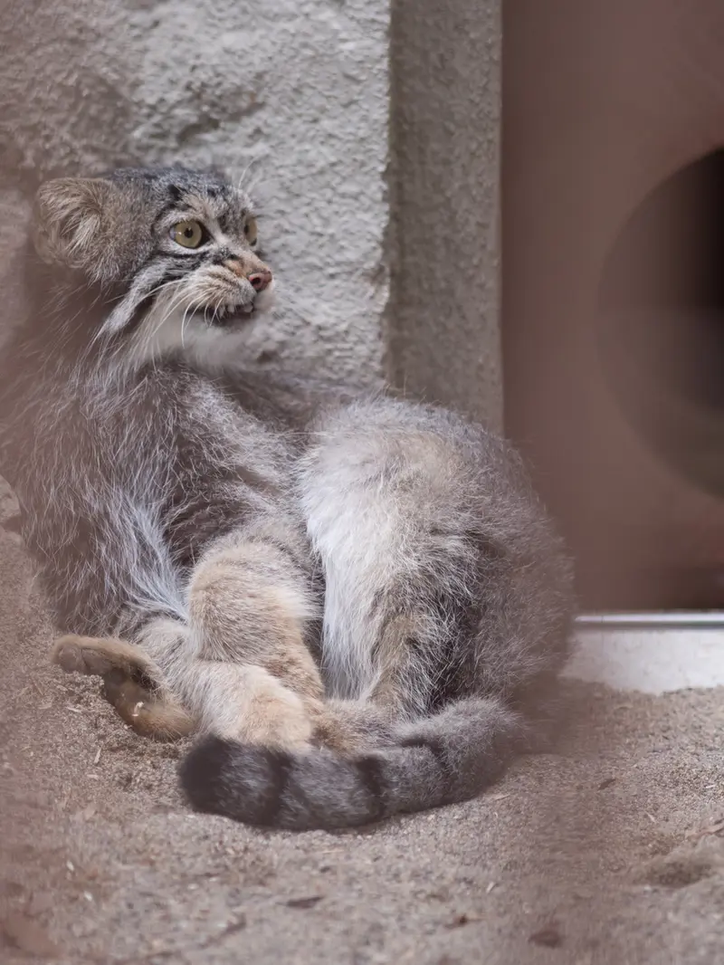 野毛山動物園のフィーガの写真