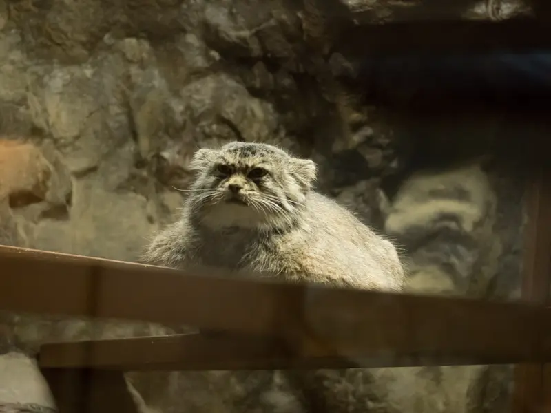 恩賜上野動物園のプリームラの写真