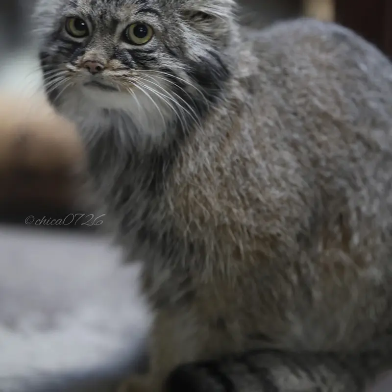 恩賜上野動物園のサフランの写真