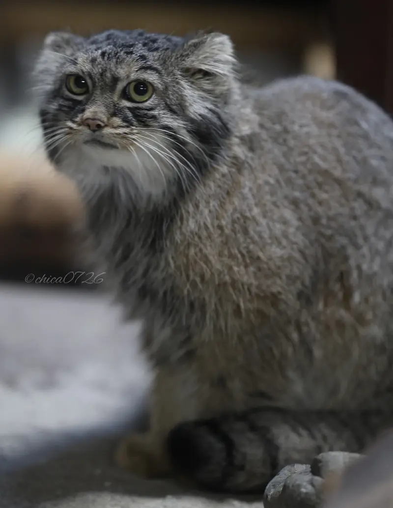 恩賜上野動物園のサフランの写真