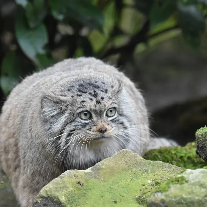 ロッテルダム動物園のポエスの写真
