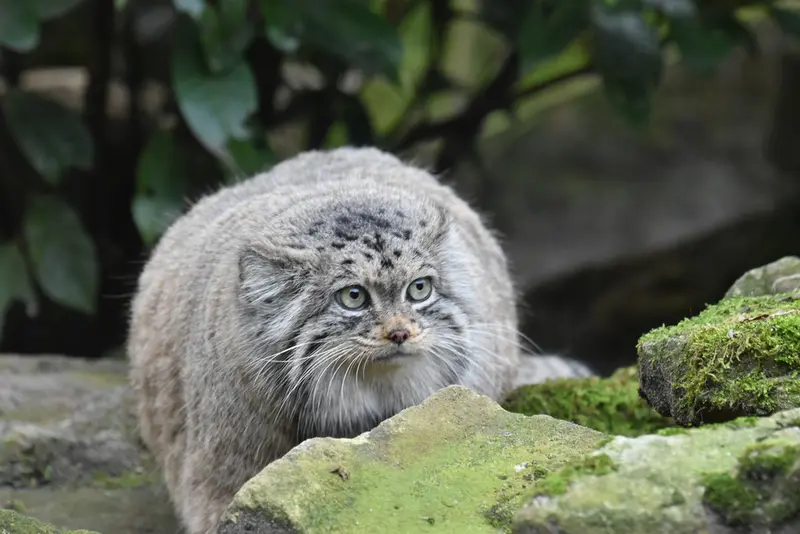 ロッテルダム動物園のポエスの写真