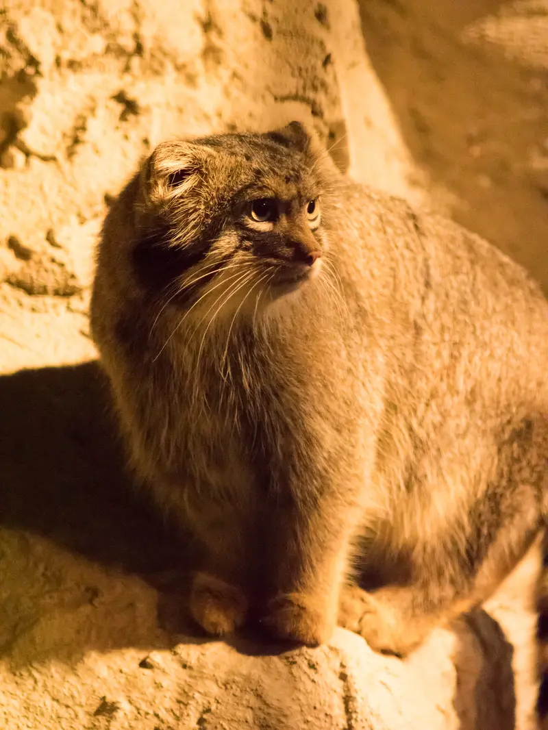 野毛山動物園のフィーガの写真