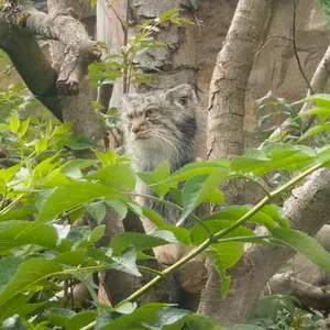 エディンバラ動物園のダッチェスの写真