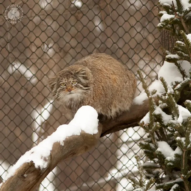 ノヴォシビルスク動物園のミアの写真