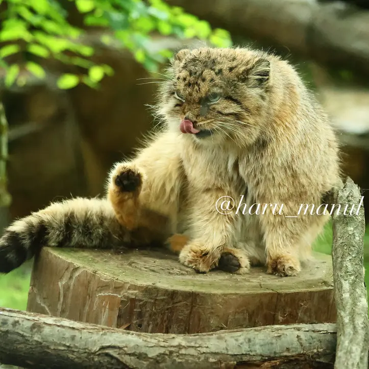 那須どうぶつ王国のボルの写真