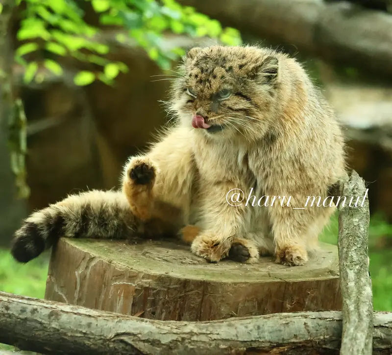 那須どうぶつ王国のボルの写真