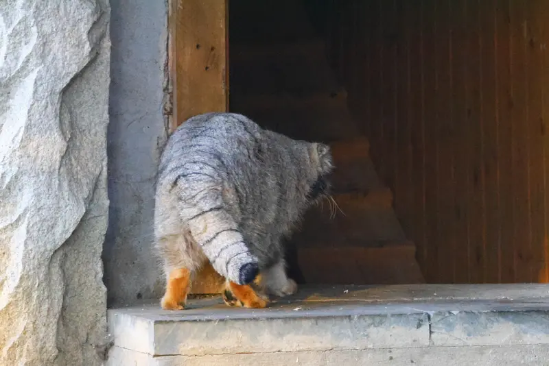 モスクワ動物園のティモフェイの写真