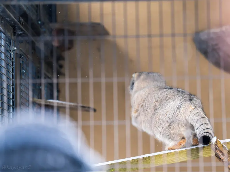 旭山動物園のグルーシャの写真