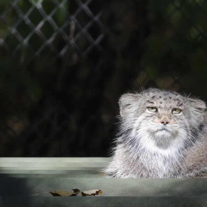 ノヴォシビルスク動物園のミアの写真