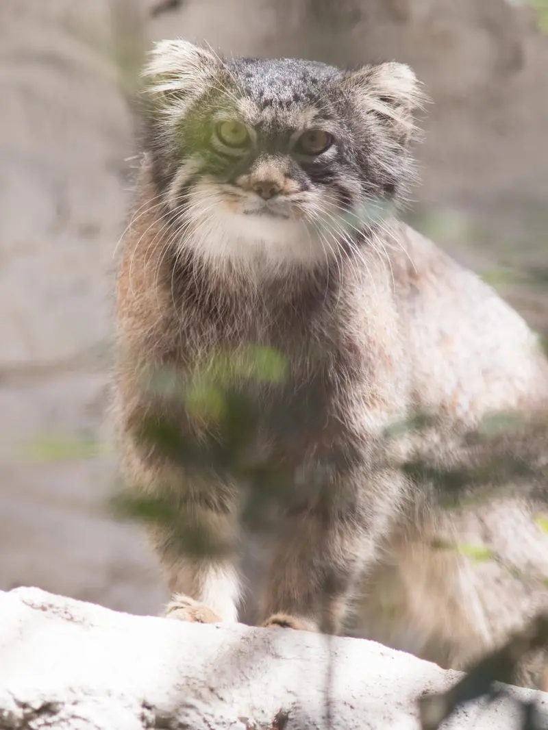 野毛山動物園のフィーガの写真
