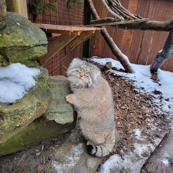 ユーティカ動物園のテイトの写真