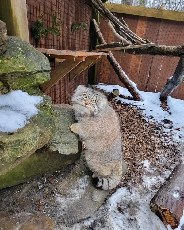 ユーティカ動物園のテイトの写真