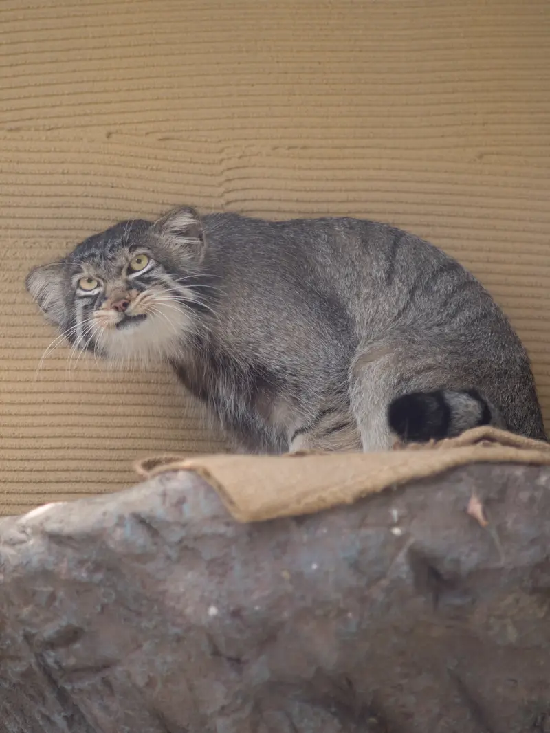 旭山動物園のヒデの写真
