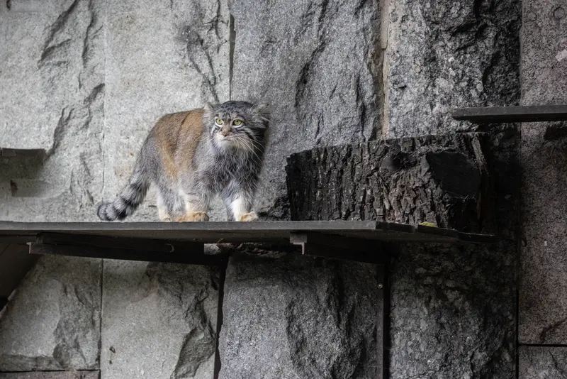 モスクワ動物園のティモフェイの写真