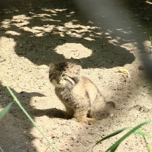 ノヴォシビルスク動物園のジンジャーの写真
