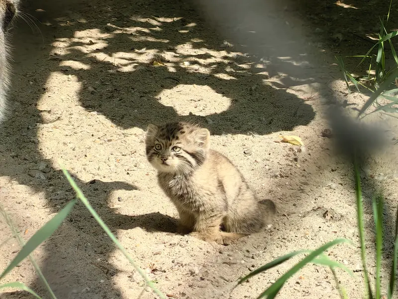ノヴォシビルスク動物園のジンジャーの写真