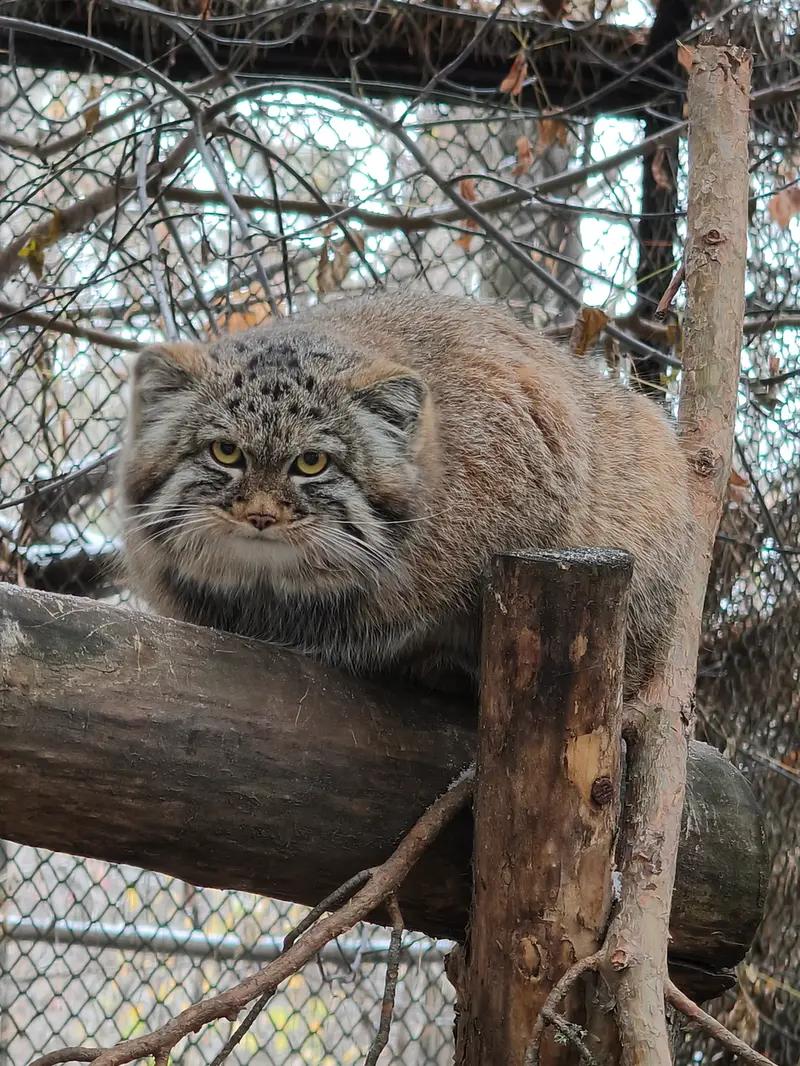 ノヴォシビルスク動物園のアデルの息子（2026年生まれ）Ⅲの写真