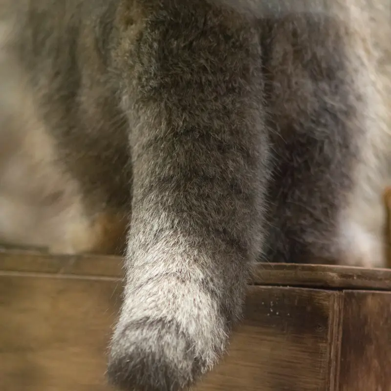 恩賜上野動物園のクリョンの写真