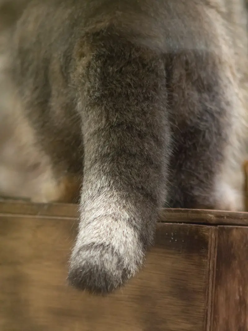 恩賜上野動物園のクリョンの写真
