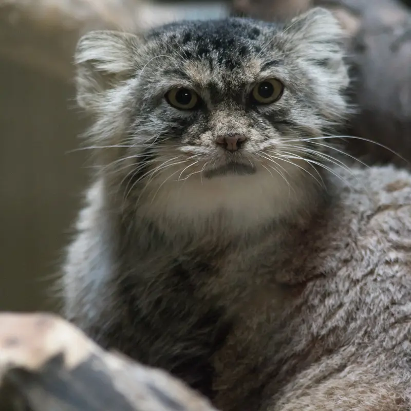 恩賜上野動物園のプリームラの写真