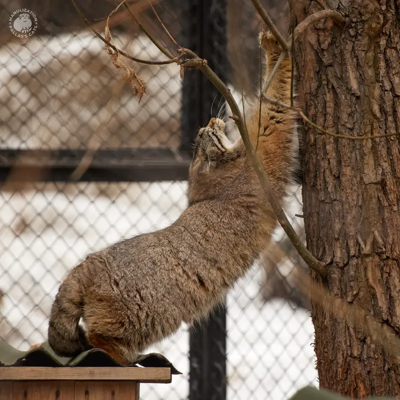 ノヴォシビルスク動物園のイヴの写真