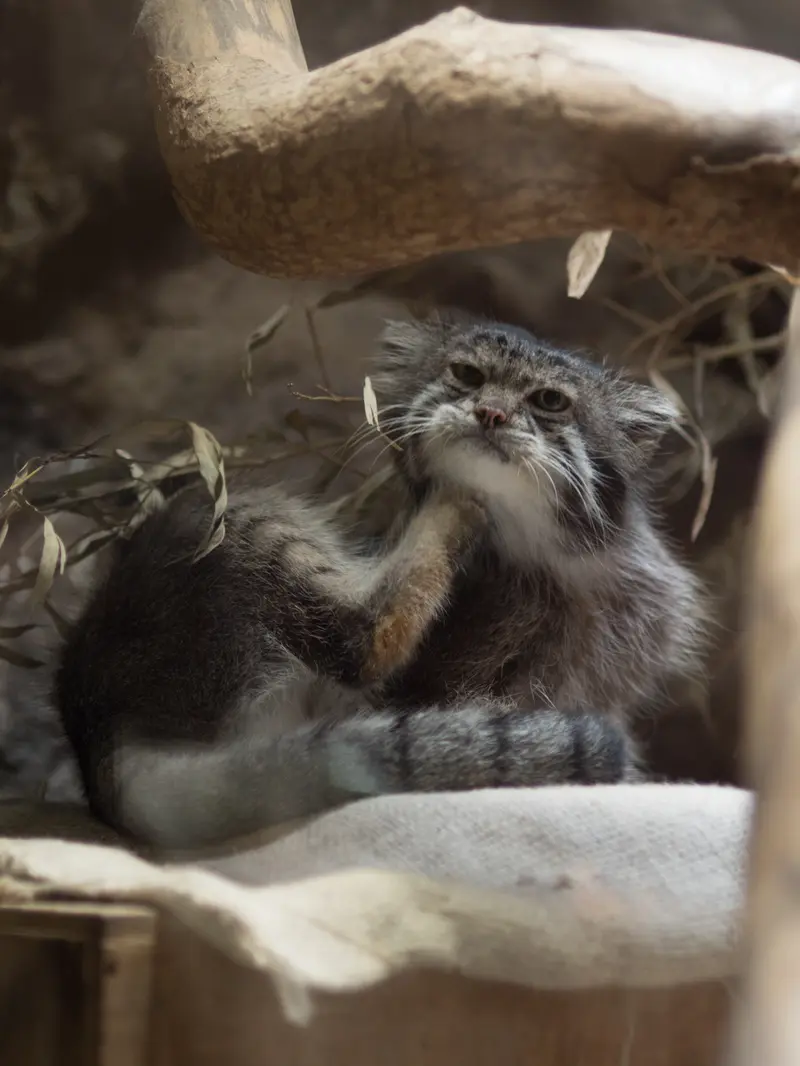 恩賜上野動物園のクリョンの写真