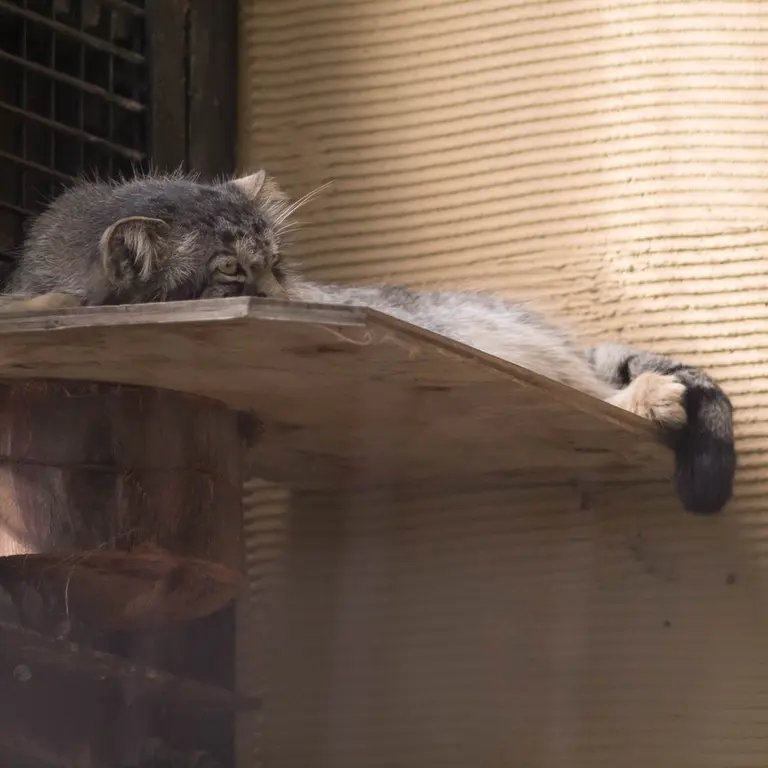 旭山動物園のヒデの写真