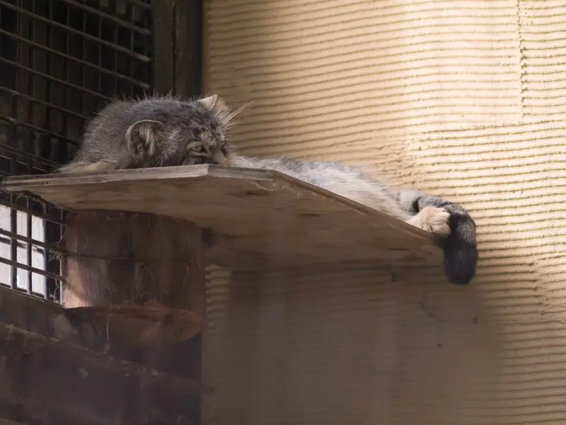 旭山動物園のヒデの写真